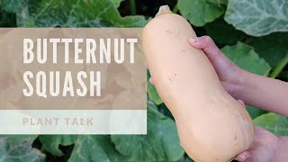 Plant Talk  Butternut Squash  How to grow Butternut Squash [upl. by Luwana393]