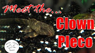 Meet the Clown Pleco L104  Species Profile [upl. by Giraldo]