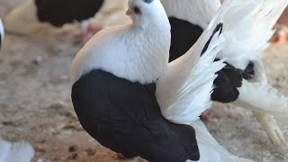 Taganrog Tumbler  Fancy Pigeon Breed [upl. by Yartnoed]