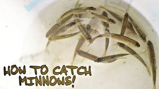 HOW TO CATCH MINNOWS [upl. by Luce]