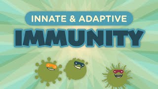 Innate amp Adaptive Immunity [upl. by Nnaear176]