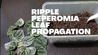 Ripple Peperomia Leaf Propagation [upl. by Arac509]