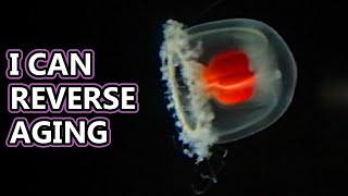 Immortal Jellyfish facts Turritopsis dohrnii  Animal Fact Files [upl. by Marte329]