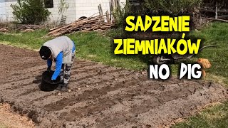 SADZENIE ZIEMNIAKÓW bez kopania nowe pole metodą NO DIG [upl. by Einaoj370]