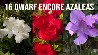 🌺16 Dwarf Encore® Azaleas [upl. by Claudelle]