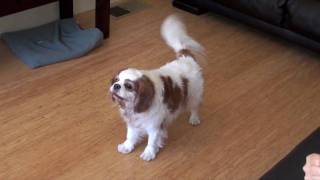 Our barking Cavalier King Charles Spaniel [upl. by Shanda]