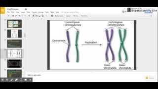 Sister Chromatids vs Homologous Chromosomes [upl. by Will334]