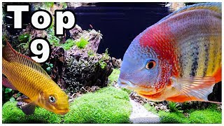 Top 9 Best Cichlids for Community Tanks [upl. by Tillo]