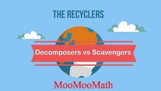 Decomposers vs Scavengers [upl. by Oicnedurp]