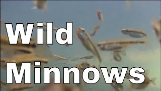 MINNOWS How much did you know [upl. by Etteneg]