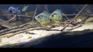 Archocentrus centrarchus pair sparringcourtship [upl. by Myrilla]