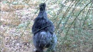 Silkie Roosters Crowing amp Hen Talking [upl. by Clementine]