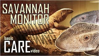 Savannah Monitor CARE VIDEO  How to keep a Bosc Monitor  Varanus exanthematicus [upl. by Ferrand926]