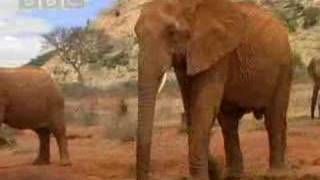 Wild African elephant with attitute  BBC wildlife [upl. by Irahcaz316]