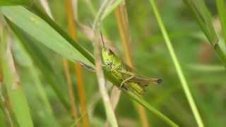 Common field grasshoppers chirping [upl. by Nniuqal441]