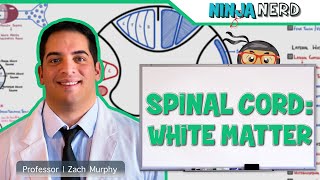 Neurology  Spinal Cord White Matter Structure amp Function [upl. by Takara]