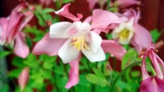 How to Grow Aquilegia From Seed [upl. by Ayouqat688]