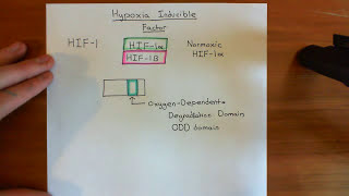 Hypoxia Inducible Factor HIF Part 1 [upl. by Lucie12]