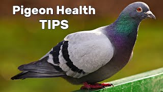 Pigeon Diseases and Treatment [upl. by Bolan573]