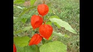 Semina degli Alchechengi in serra Physalis alkekengi [upl. by Ylreveb68]