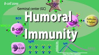 Humoral Immunity  Adaptive Immunity part 2 Animation [upl. by Elo755]