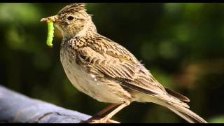 Skylark Bird Call Bird Song [upl. by Reuben]