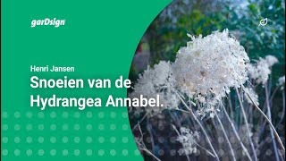 Snoeien van de Hortensia Annabel Hydrangea [upl. by Aloisia]