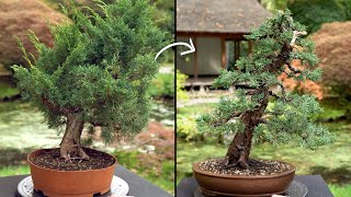 Learn how to create a Juniper Bonsai tree [upl. by Killarney]