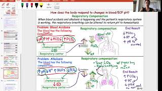 Compensation for blood acidosis and blood alkalosis [upl. by Nylirej407]