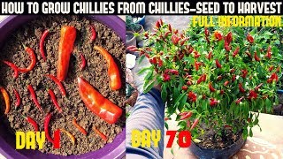 How To Grow Chillies At Home100 chillies per plantSeed To Harvest [upl. by Ventre265]