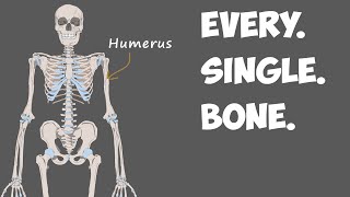 Every Bone in the Human Body [upl. by Nottirb]