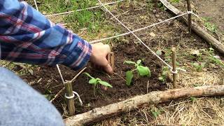 Transplanting Leggy Sunflowers [upl. by Wager]