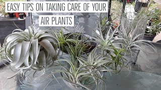 How I water amp take care of my Tillandsia Air plants [upl. by Acnaiv]