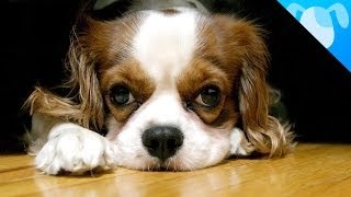 Cavalier King Charles Spaniel Facts [upl. by Bain]