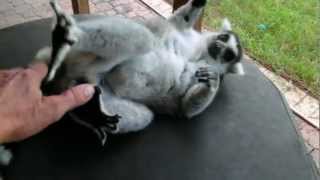 Ringtailed lemur loves to be pet [upl. by Nena]