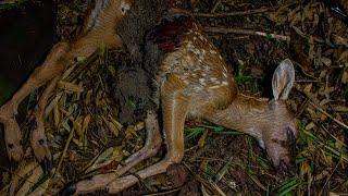 Deer Decomposition  Timelapse 4K [upl. by Akerehs]