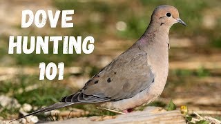 Dove Hunting 101 For Beginners [upl. by Ayocal357]