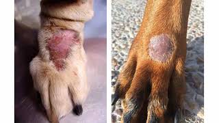 SKIN LESIONS IN DOGS [upl. by Fryd]