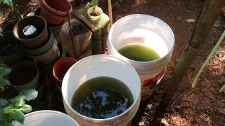 How to grow Green Water Algae [upl. by Moht55]