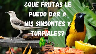 ¿QUE FRUTAS LE PUEDO DAR A MIS SINSONTES  CENZONTLES Y TURPIALES [upl. by Vikky904]