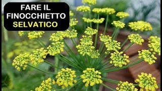 FARE IL FINOCCHIETTO SELVATICO [upl. by Aniuqaoj]