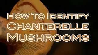 How To Identify Chanterelle Mushrooms [upl. by Jecoa415]