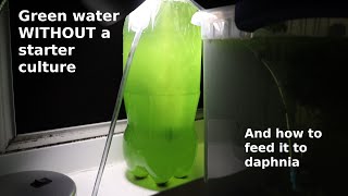 Green Water WITHOUT a Starter Culture  From Scratch  How To [upl. by Alexandra]