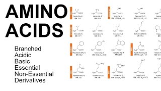 Amino Acids [upl. by Rahr501]