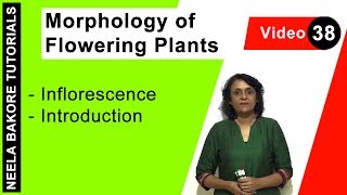 Morphology of Flowering Plants  NEET  Inflorescence  Introduction  Neela Bakore Tutorials [upl. by Akram]