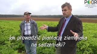 Jak prowadzić plantację ziemniaka na sadzeniaki [upl. by Akaenahs394]