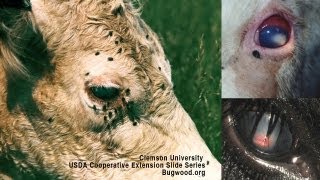 Pink Eye In Beef Cattle Causes Diagnosis Treatment  DL Step DVM [upl. by Rider]