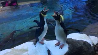 Hilarious Rockhopper penguins getting noisy [upl. by Helse]