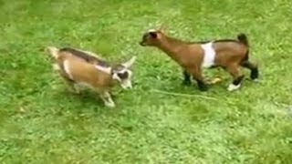 Adorable dwarf goat knocks over playmates [upl. by Ailecec346]