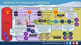 SÍNTESIS DE HORMONAS TIROIDEAS [upl. by Naelcm722]